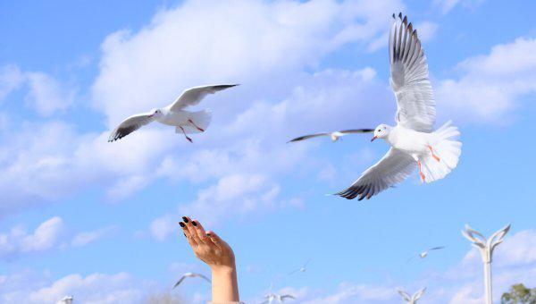 信鸽怎么知道往哪飞送信