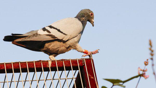 信鸽怎么知道往哪飞送信
