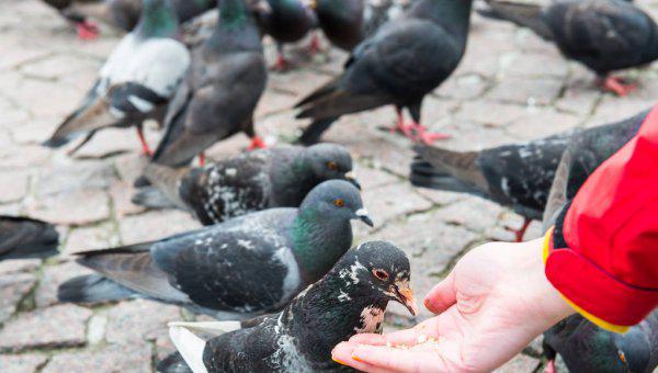信鸽怎么知道往哪飞送信