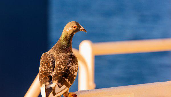 信鸽怎么知道往哪飞送信