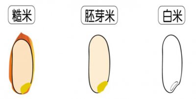 胚芽米和大米的区别 胚芽米和大米的异同点有哪些