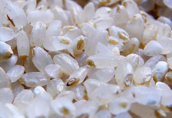 胚芽米和大米的区别