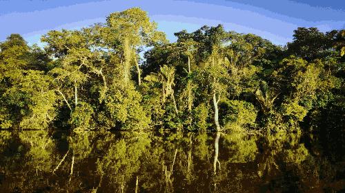 地球之肺是指什么