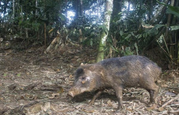 地球之肺是指什么