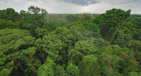 地球之肺是指什么