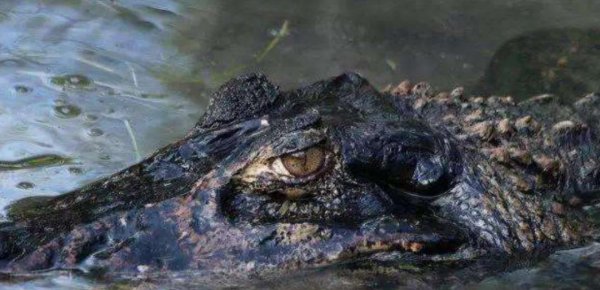 地球之肺是指什么