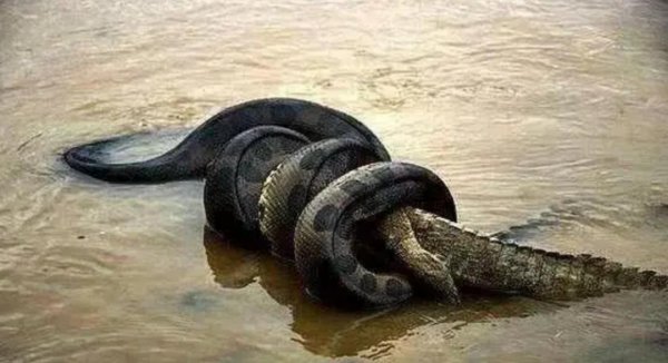 地球之肺是指什么