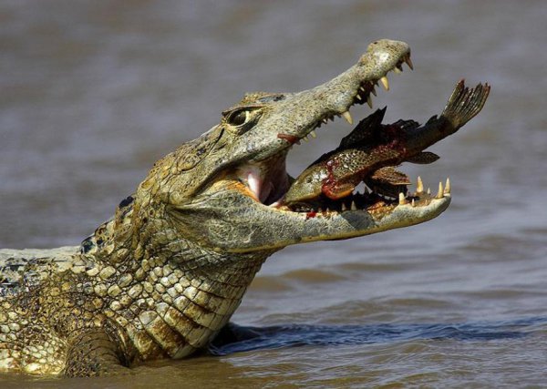 地球之肺是指什么