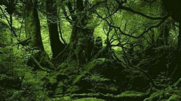 地球之肺是指什么