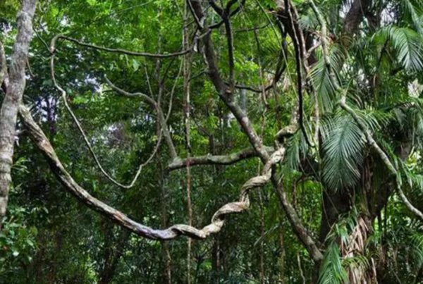 地球之肺是指什么