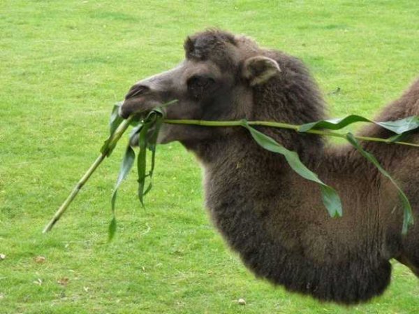 骆驼只有双峰骆驼一种对吗