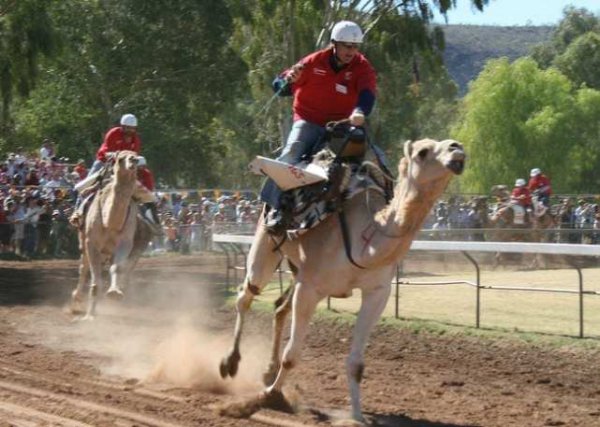 骆驼只有双峰骆驼一种对吗