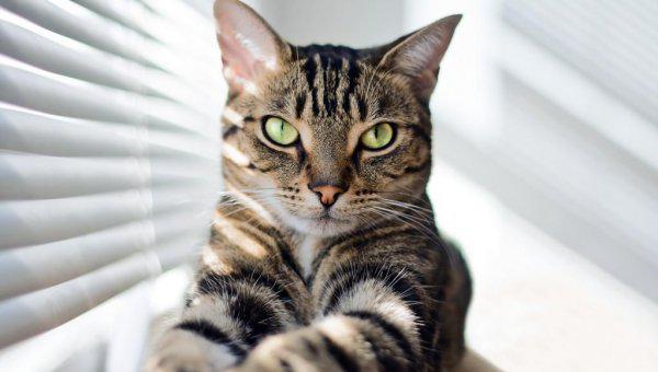 狸花猫一生只认一个主人吗