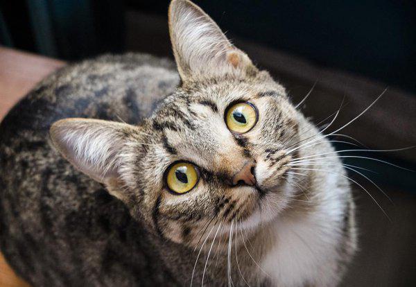 狸花猫一生只认一个主人吗