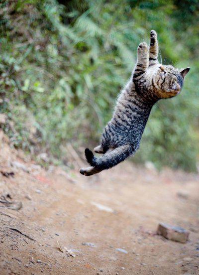 狸花猫一生只认一个主人吗