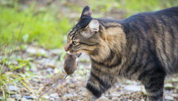 狸花猫一生只认一个主人吗