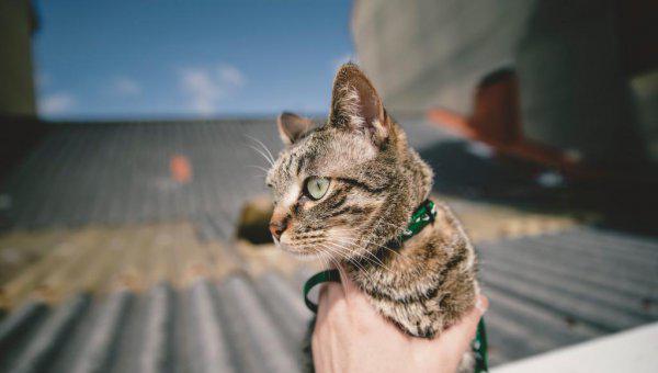 狸花猫一生只认一个主人吗