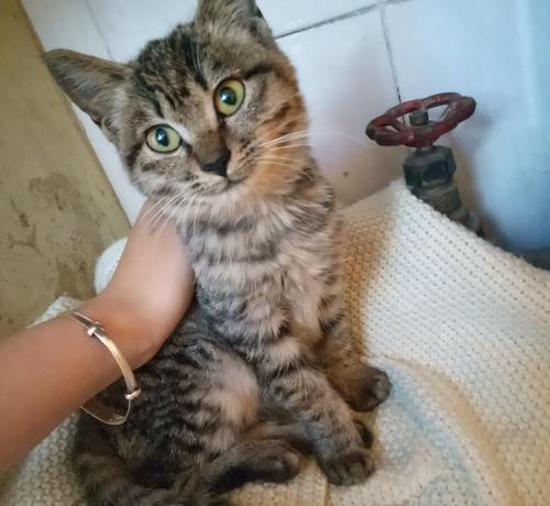 狸花猫一生只认一个主人吗