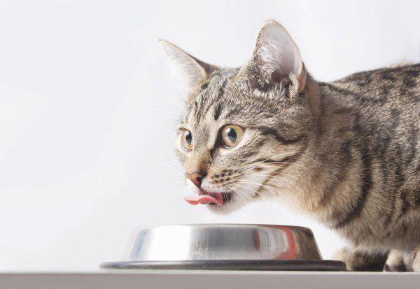 狸花猫一生只认一个主人吗