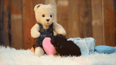 小型狗狗排行榜前十名有哪些 最适合家养的十种小型犬