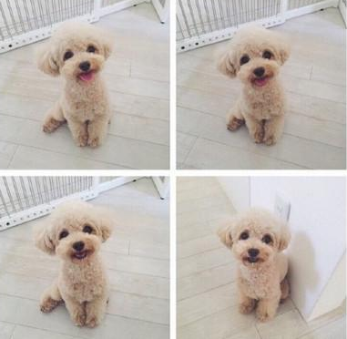 小型狗狗排行榜前十名有哪些