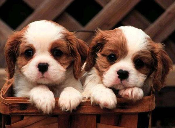 小型狗狗排行榜前十名有哪些