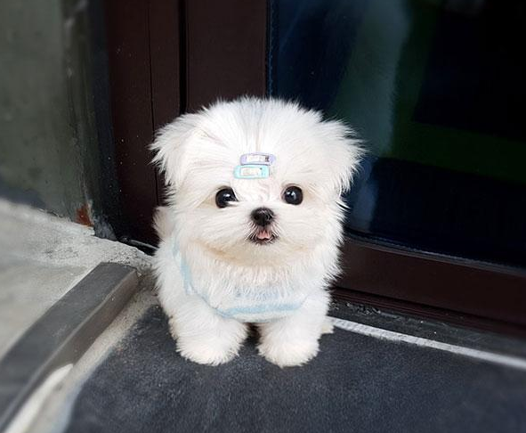 小型狗狗排行榜前十名有哪些