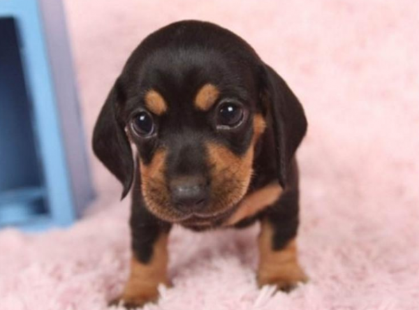 小型狗狗排行榜前十名有哪些