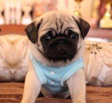 小型狗狗排行榜前十名有哪些