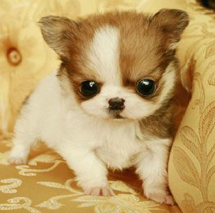 小型狗狗排行榜前十名有哪些