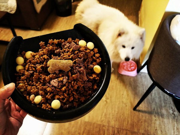 狗挑食一般饿几天能屈服