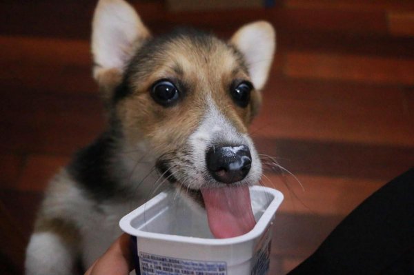 狗挑食一般饿几天能屈服