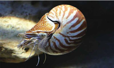 章鱼的寿命一般有多长时间 章鱼为什么平均寿命那么短