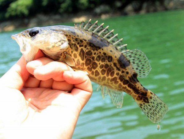 走水很急的河道怎么钓鱼