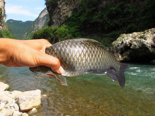 走水很急的河道怎么钓鱼