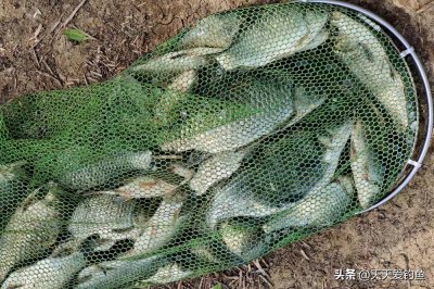 初夏钓鲫鱼钓深水还是浅水 夏季钓鲫鱼要不要钓深水