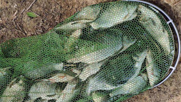 初夏钓鲫鱼钓深水还是浅水