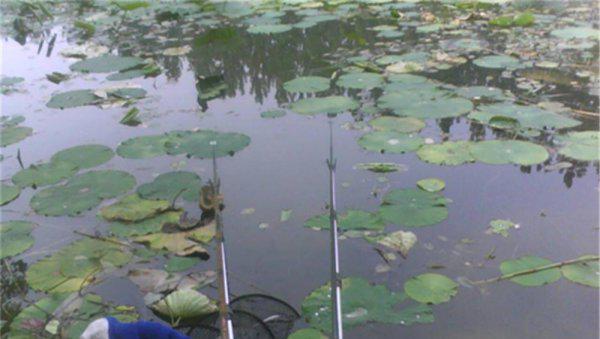 初夏钓鲫鱼钓深水还是浅水
