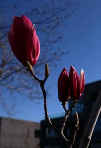 门前最旺风水的树 门前种三树家旺富三世是什么树