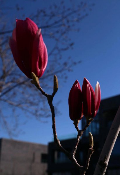 门前最旺风水的树