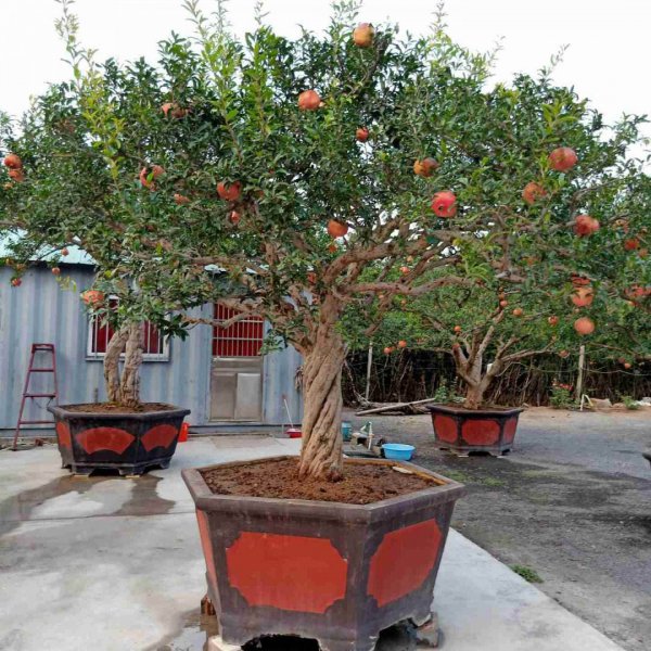 门前最旺风水的树