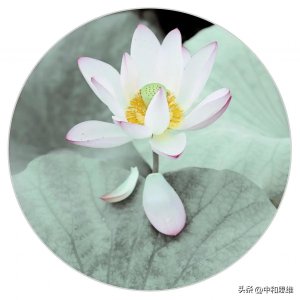 看取莲花净应知不染心什么意思 看取莲花净诗句赏析