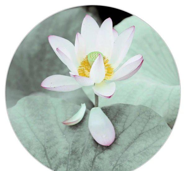 看取莲花净应知不染心什么意思