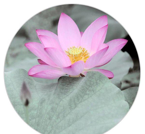 看取莲花净应知不染心什么意思