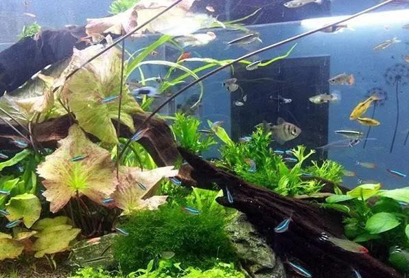 鱼缸正对入户门聚财还是漏财