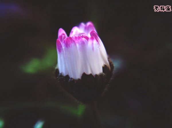 男人很喜欢的星座有哪些