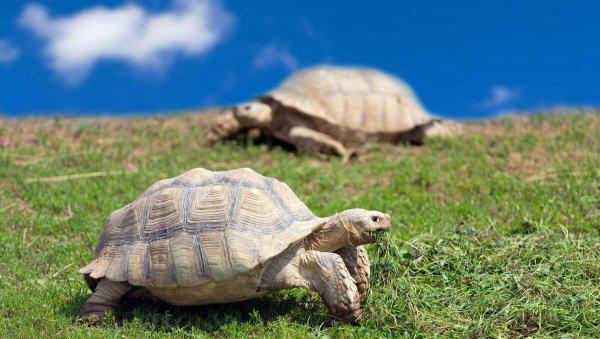 养乌龟的寓意和象征