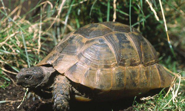 养乌龟的寓意和象征