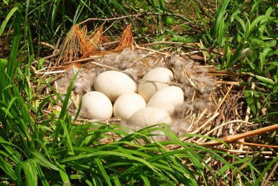 一个鹅蛋等于几个鸡蛋 鹅蛋营养更丰富为啥很少有人吃