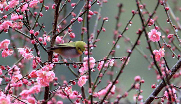 踏春是几月开始的